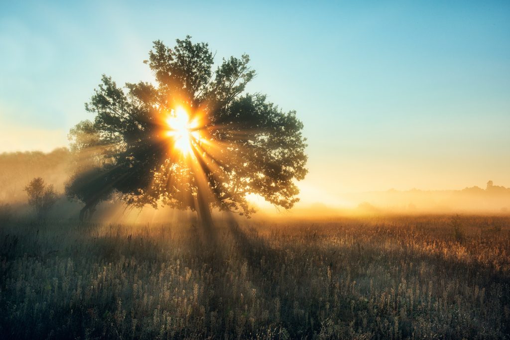 Naturhochzeit in Hessen Baum Sonne